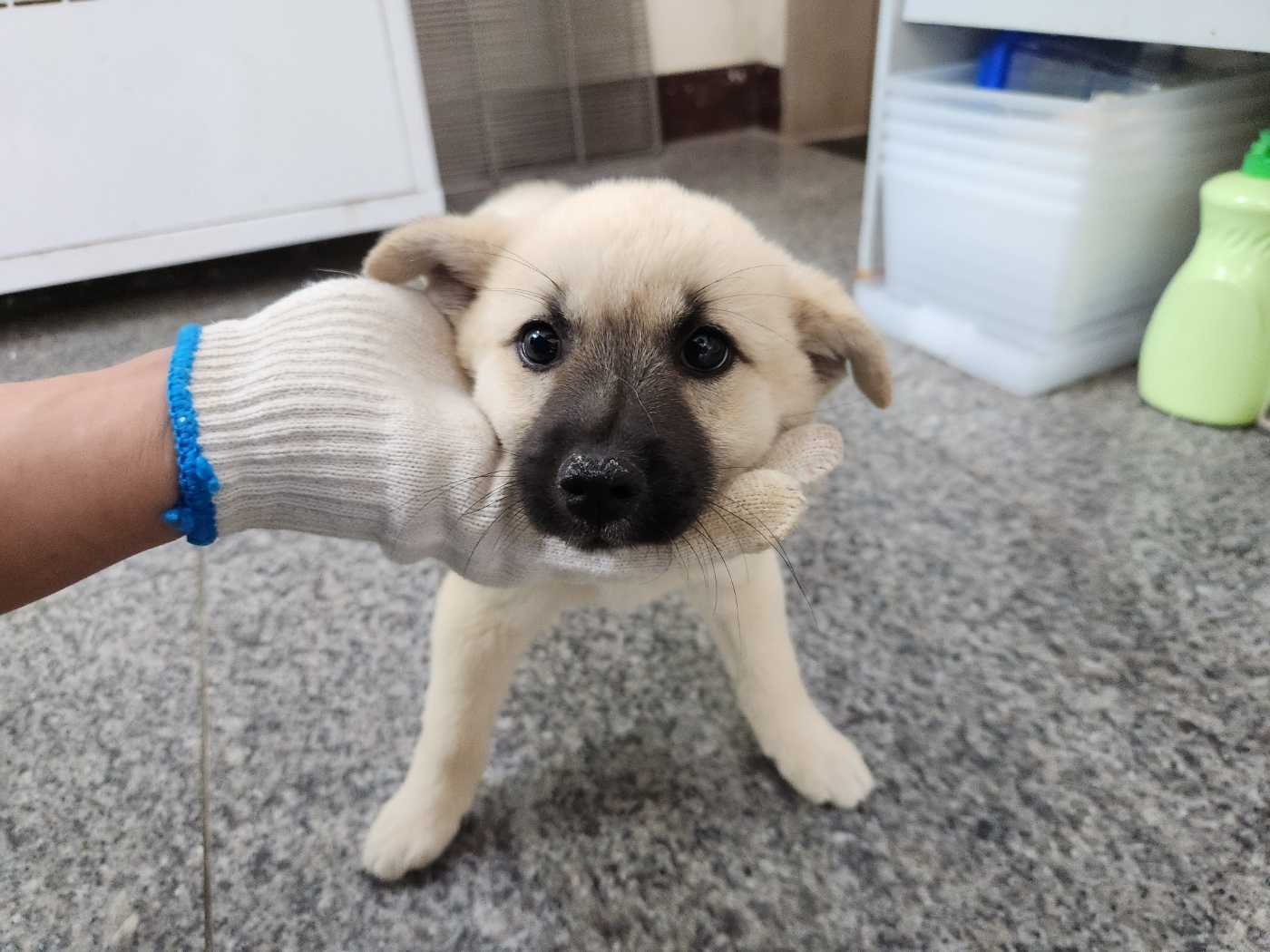 광주 동물보호소_429363202300477